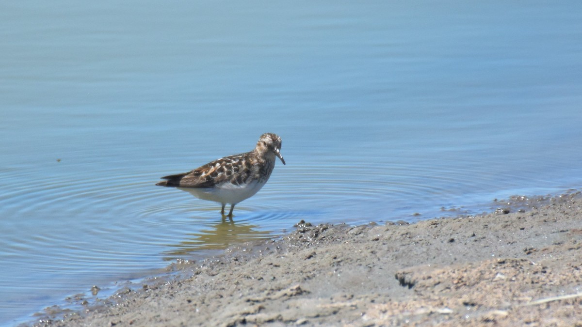 pygmésnipe - ML463887851