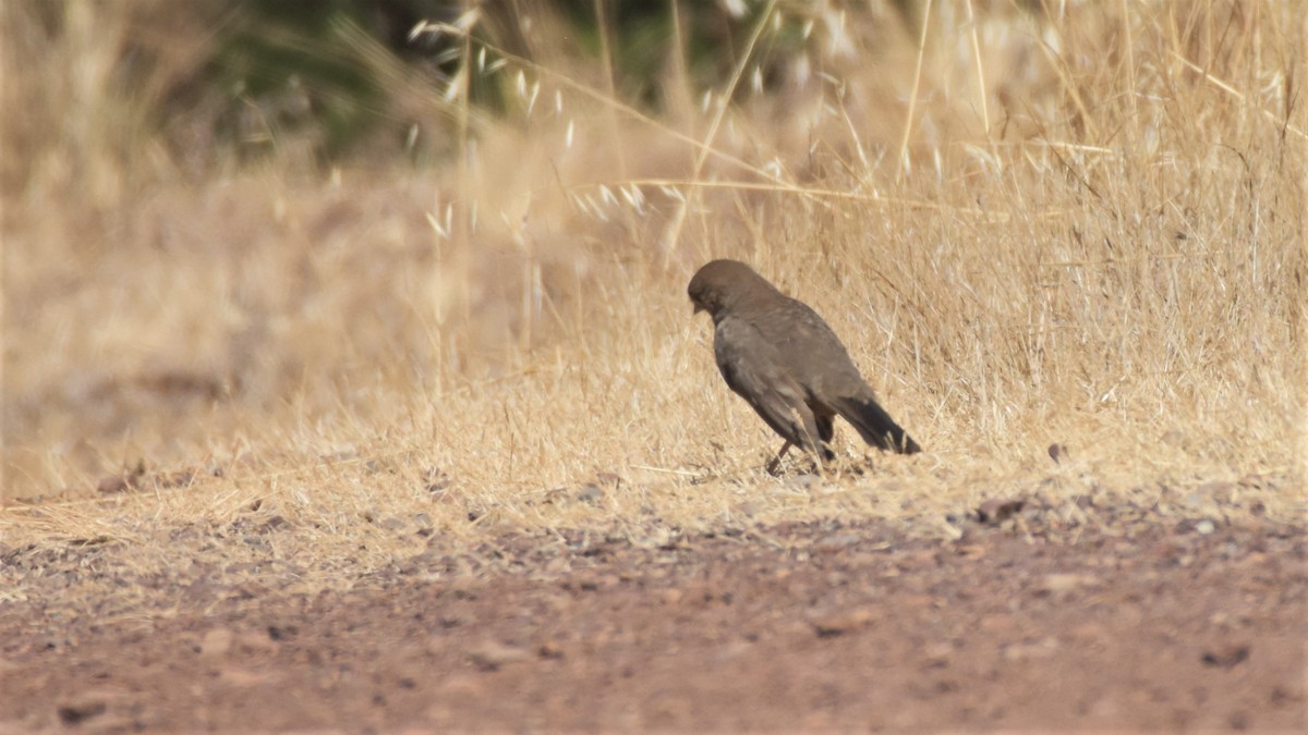 California Towhee - ML463888951