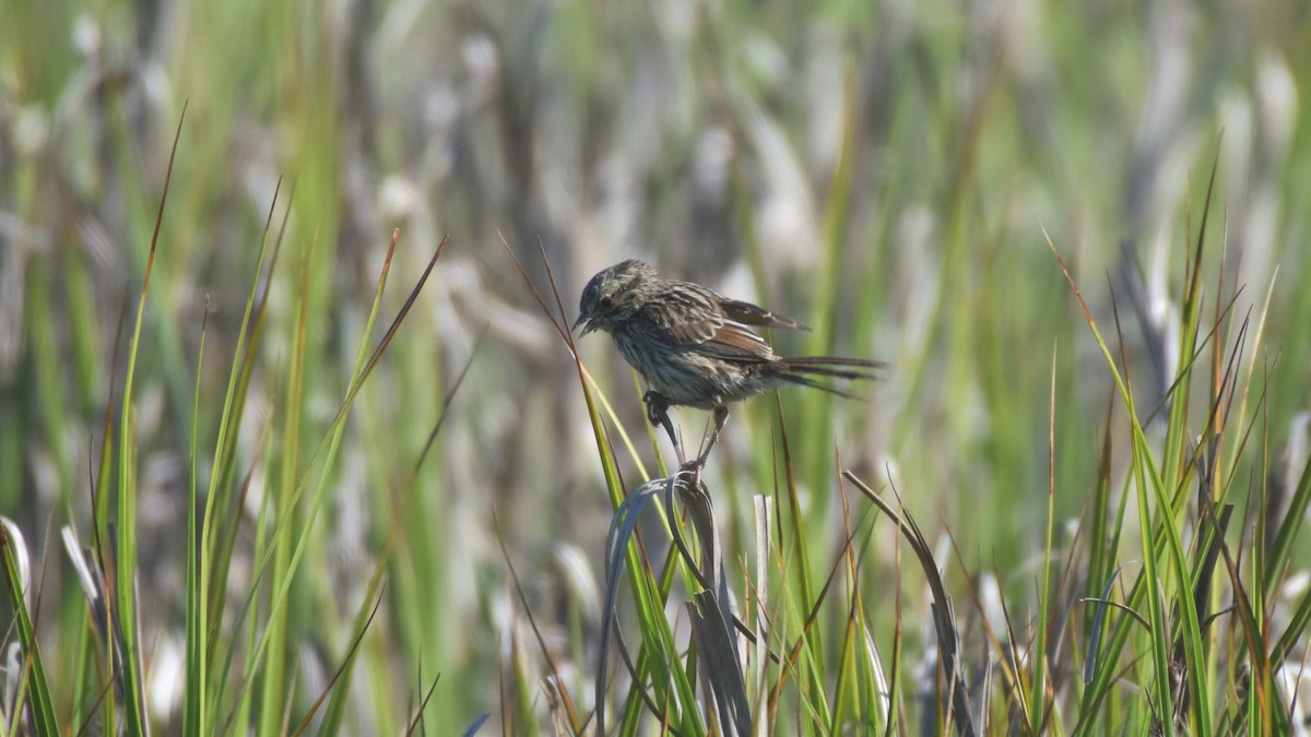 Song Sparrow (pusillula) - Germen Postma