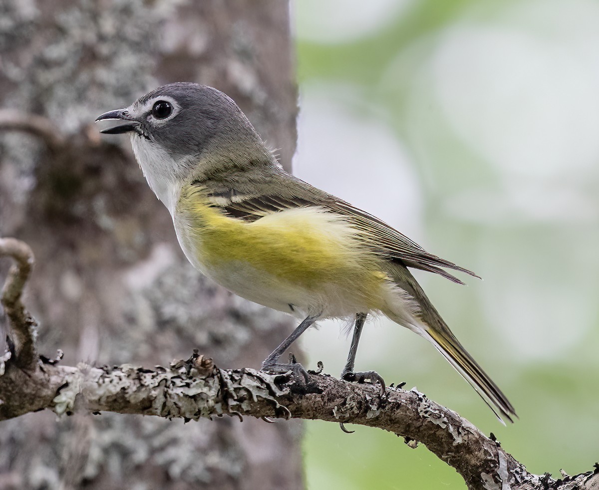 Blue-headed Vireo - ML463890041