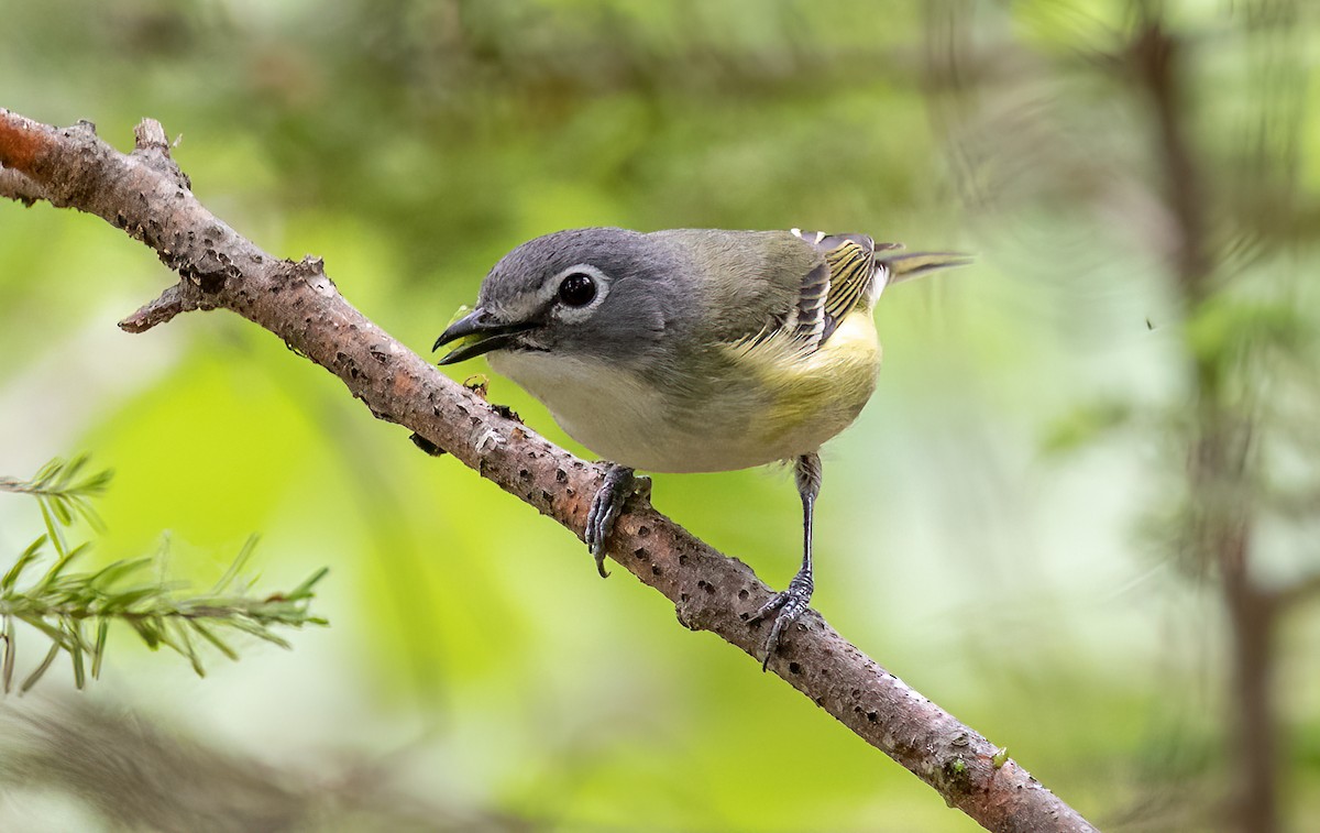 Blue-headed Vireo - ML463890051