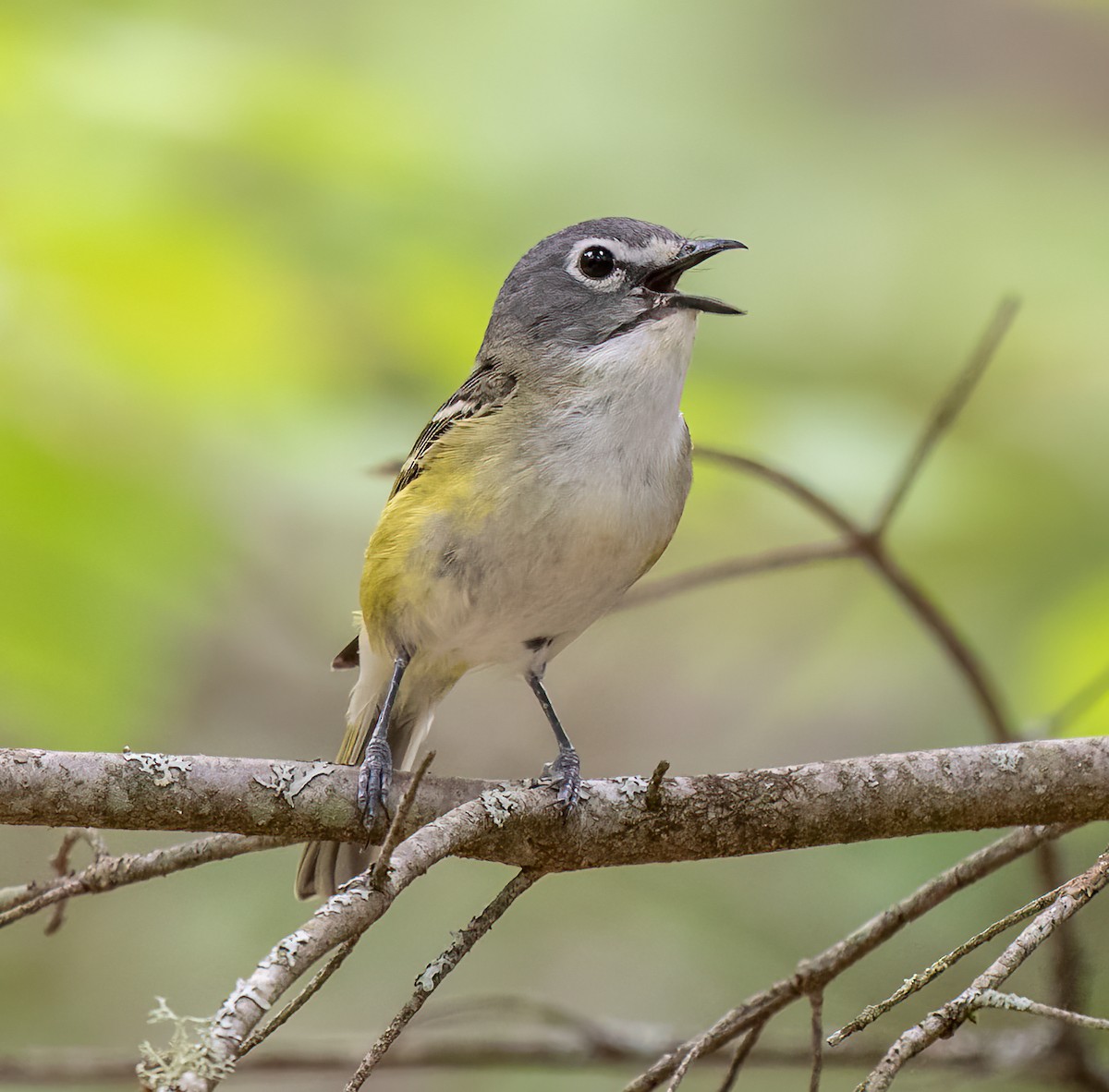 Blue-headed Vireo - ML463890071