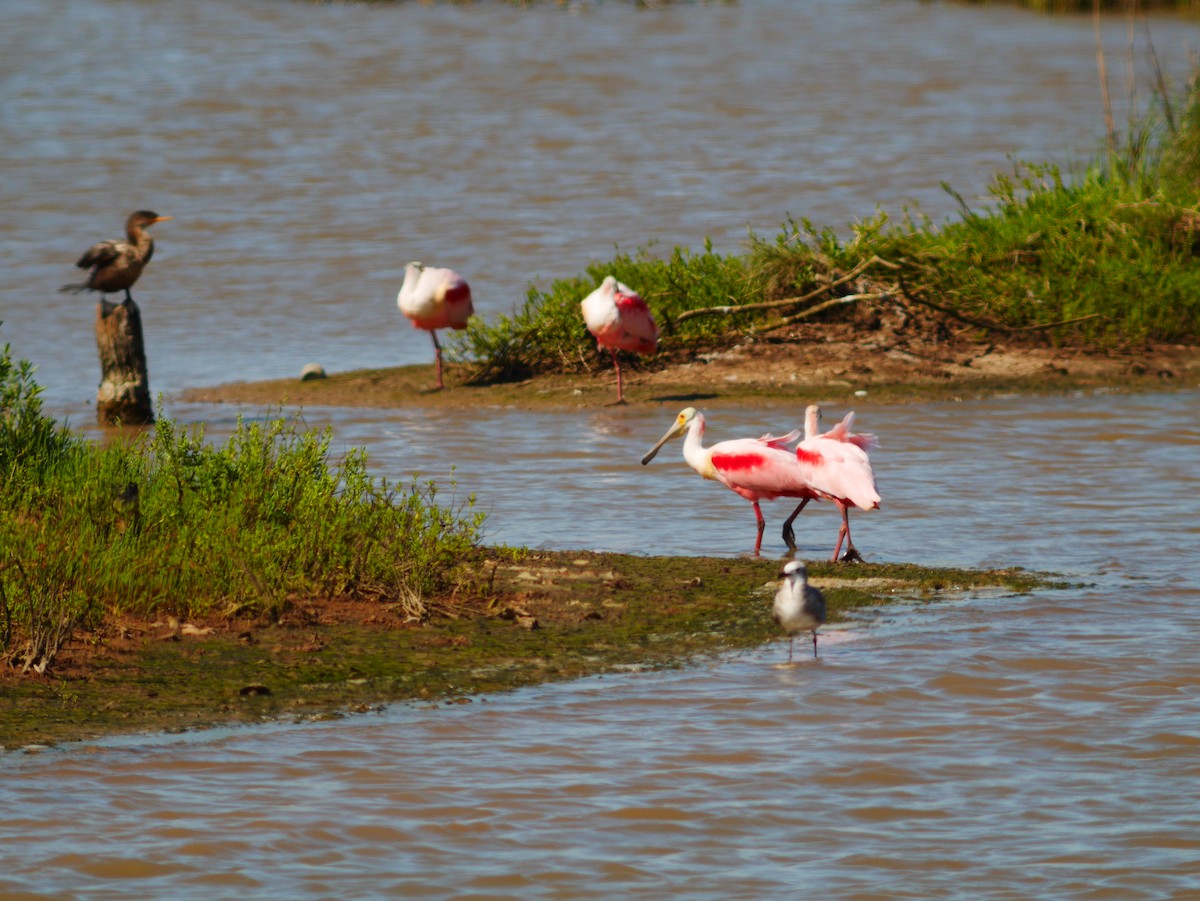 Roseate Spoonbill - ML463890761