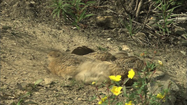 Willow Ptarmigan - ML463891