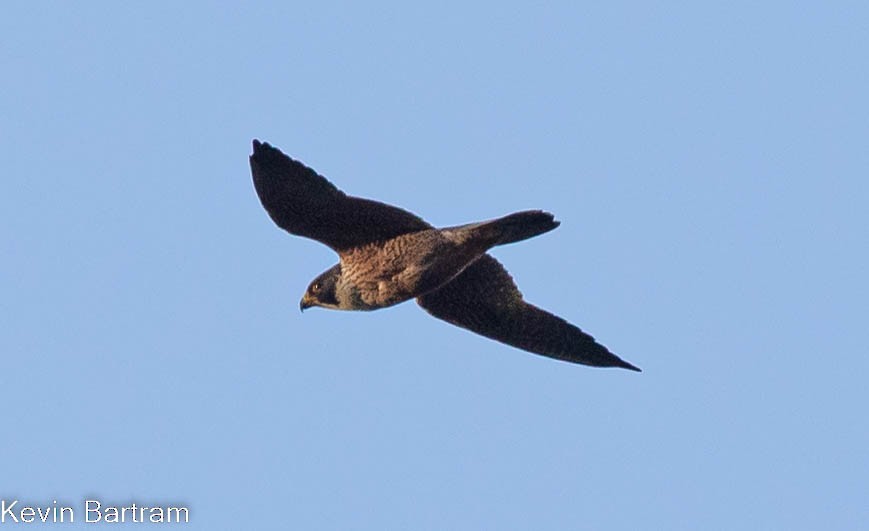 Peregrine Falcon (Australian) - ML463891441