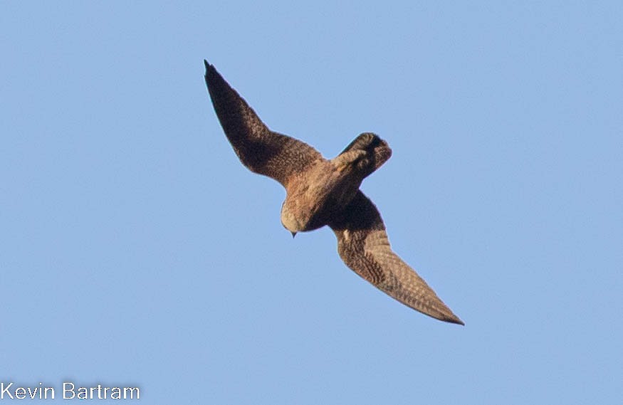 Peregrine Falcon (Australian) - ML463891451