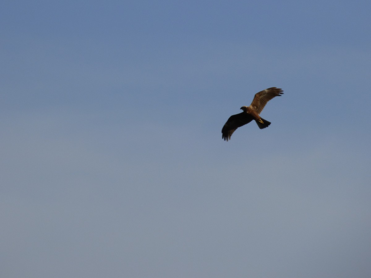 Western Marsh Harrier - ML463893311