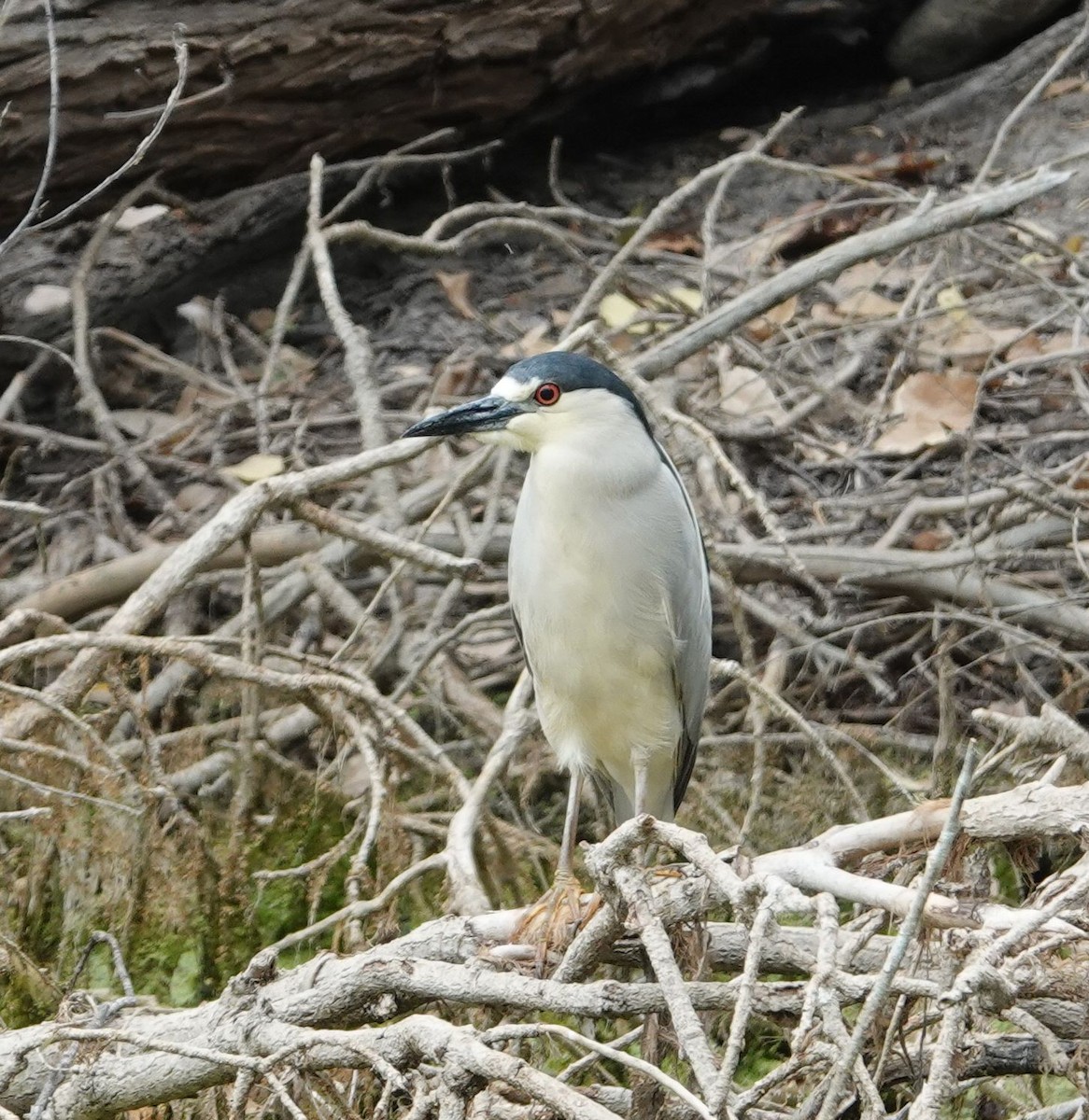 Black-crowned Night Heron - ML463893711