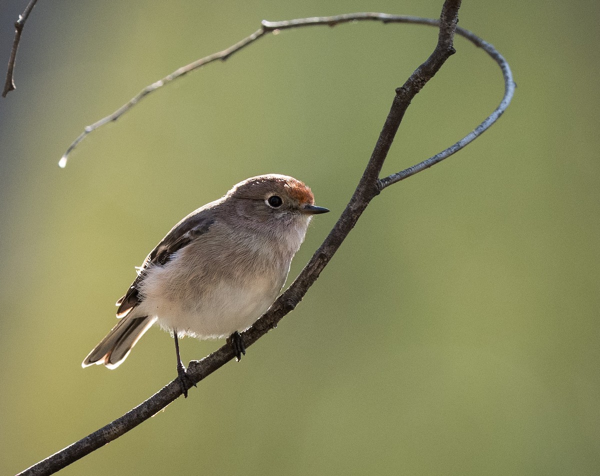 Red-capped Robin - ML463893841