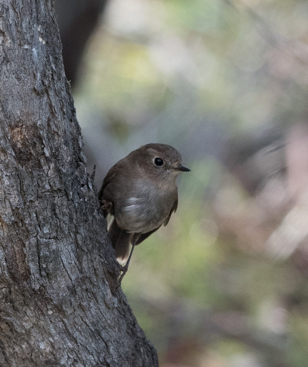 Pink Robin - ML463893941