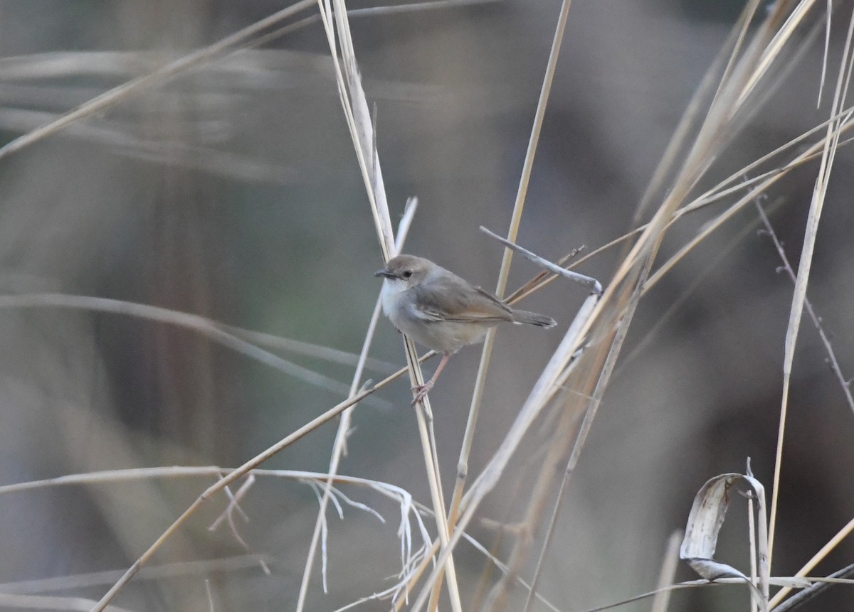 Dorst's Cisticola - ML463894371