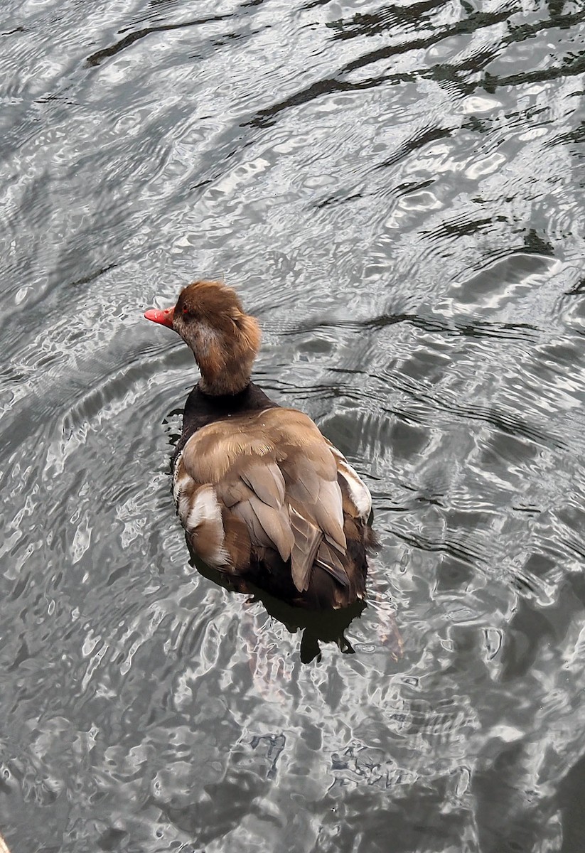 Red-crested Pochard - ML463894861