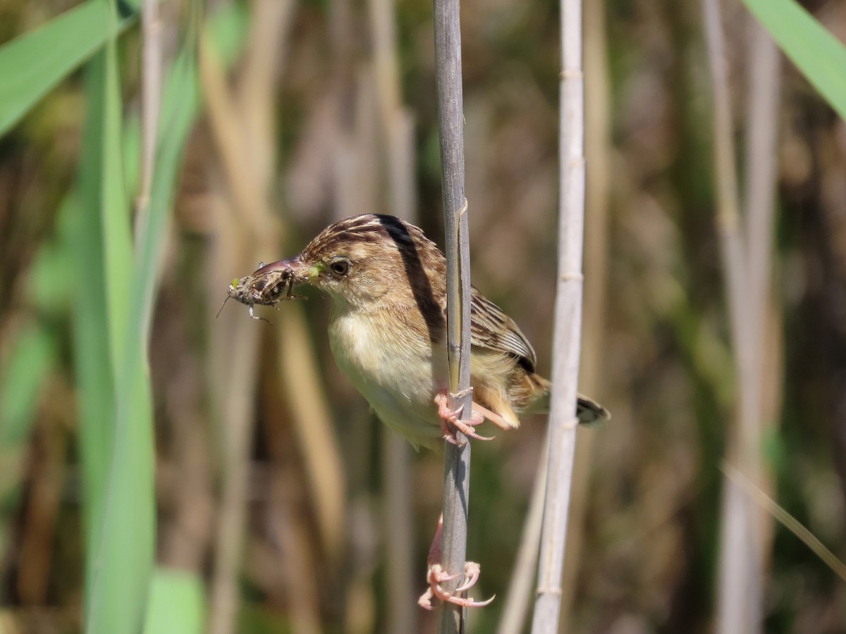 Zitting Cisticola - Guillaume Réthoré