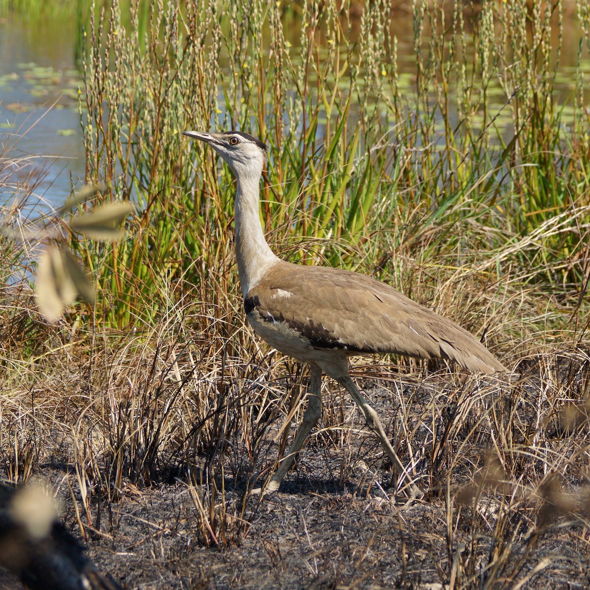 Australian Bustard - ML463896041