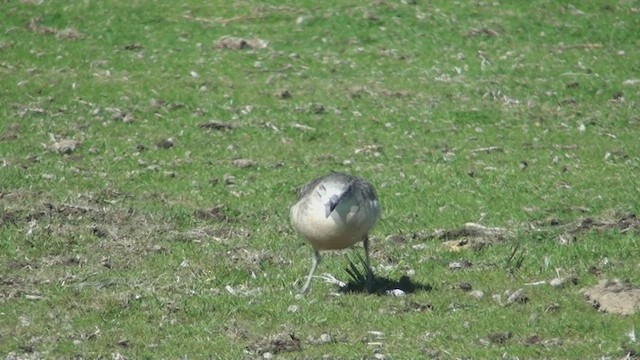 Red-breasted Dotterel - ML463896871