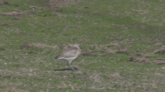 Red-breasted Dotterel - ML463897131