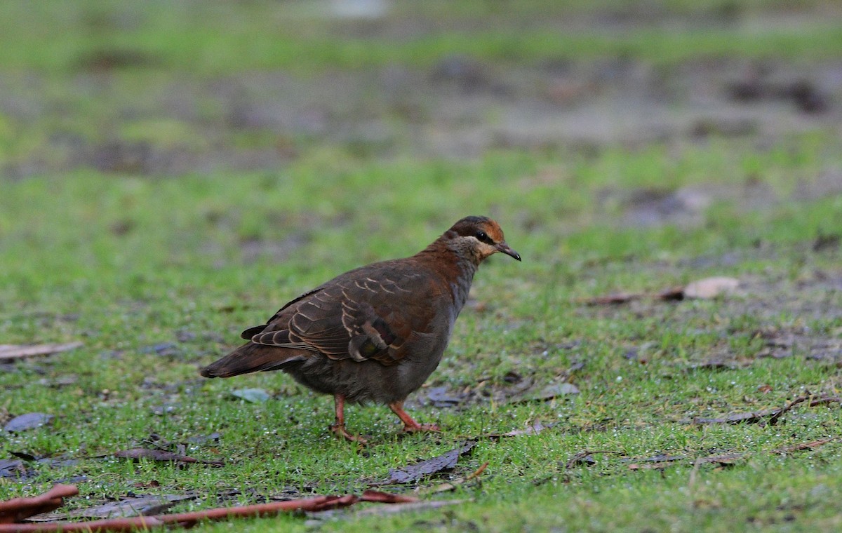 Brush Bronzewing - ML463897521