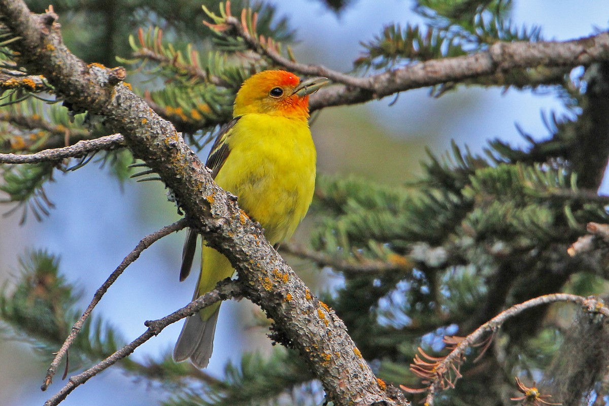 Western Tanager - Marlene Cashen