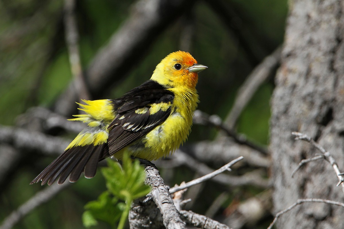 Western Tanager - Marlene Cashen