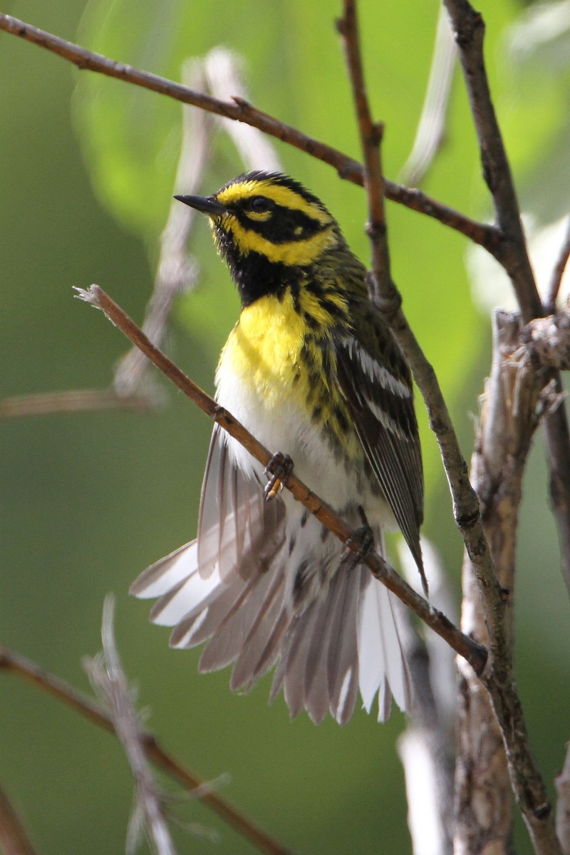 Townsend's Warbler - ML463898031