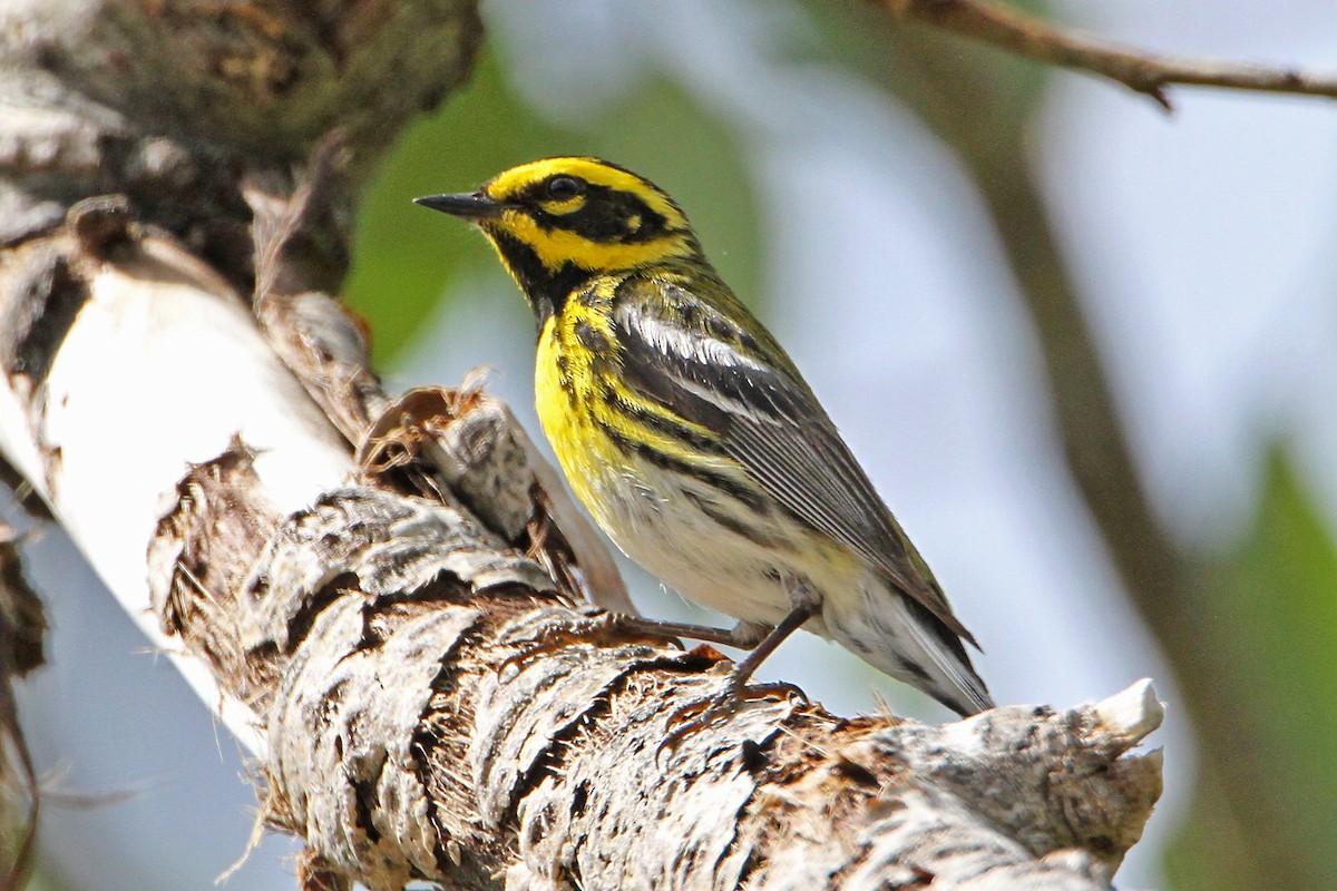 Townsend's Warbler - ML463898101