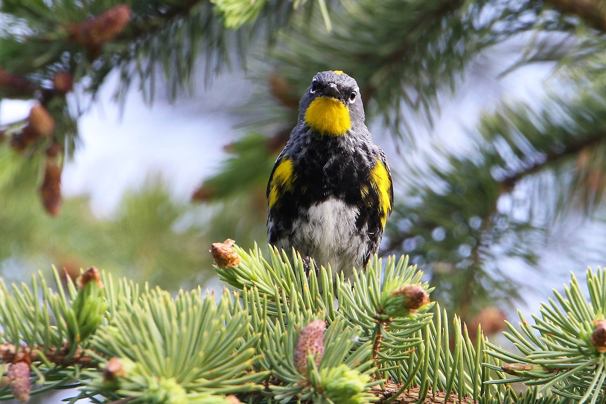 Yellow-rumped Warbler - ML463898181