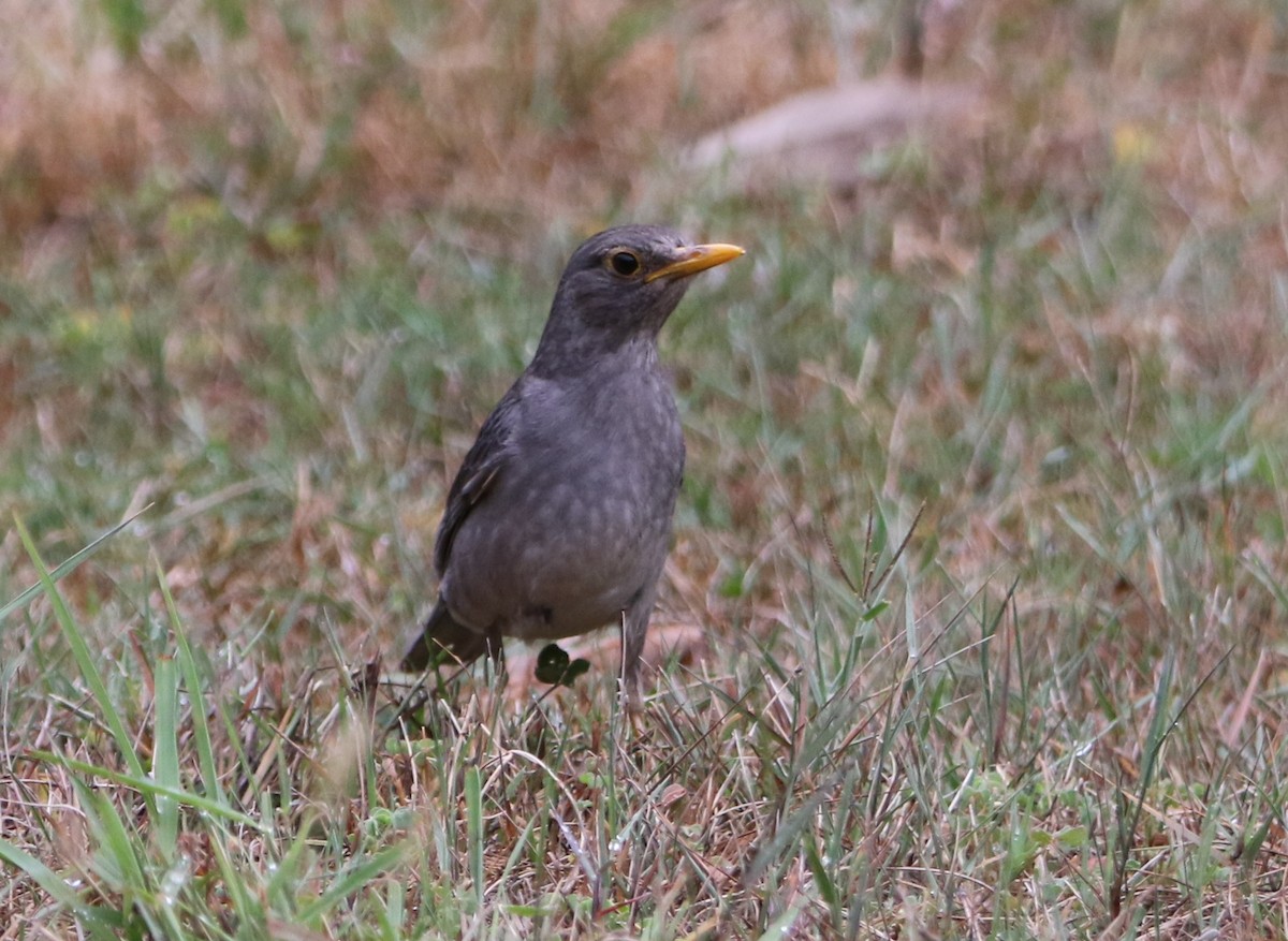 Tickell's Thrush - ML463898201