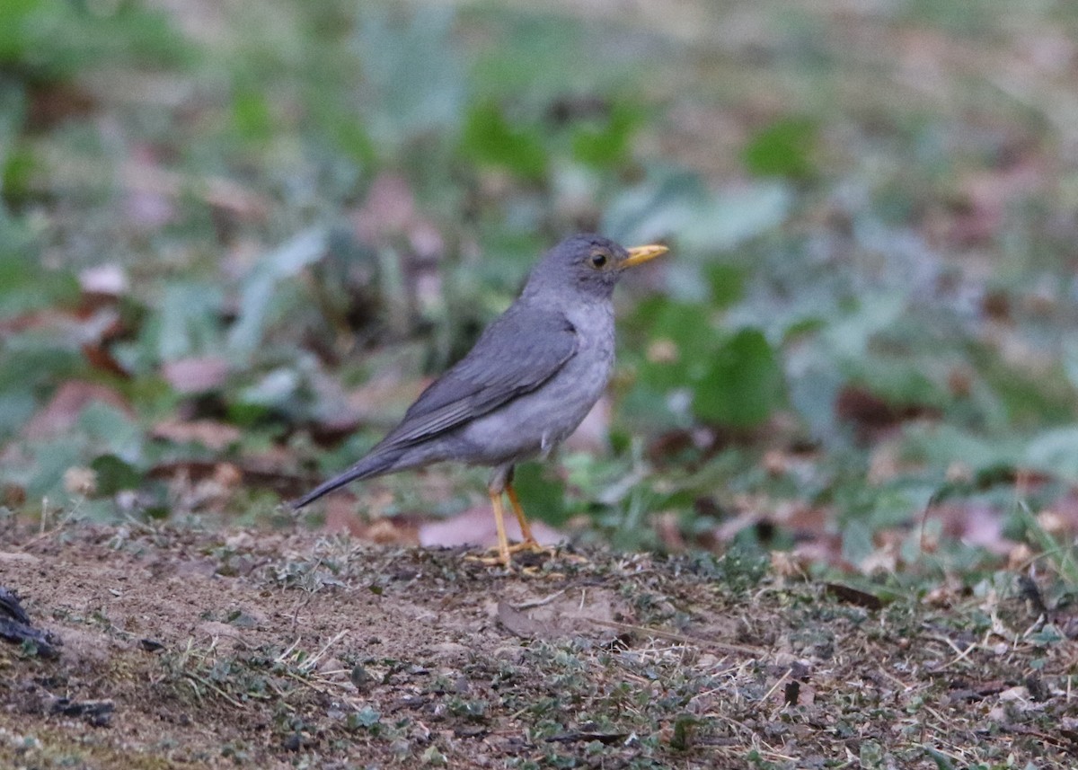 Tickell's Thrush - Meruva Naga Rajesh