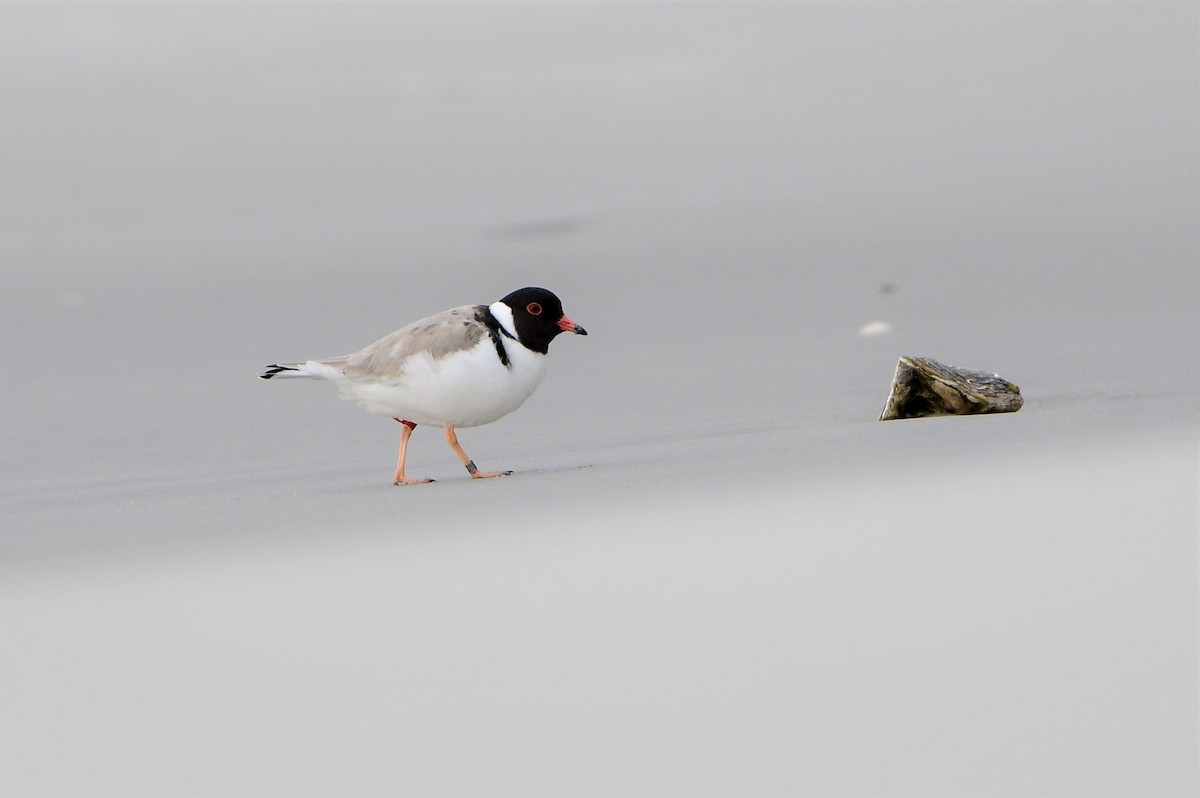 Hooded Plover - Michael Daley