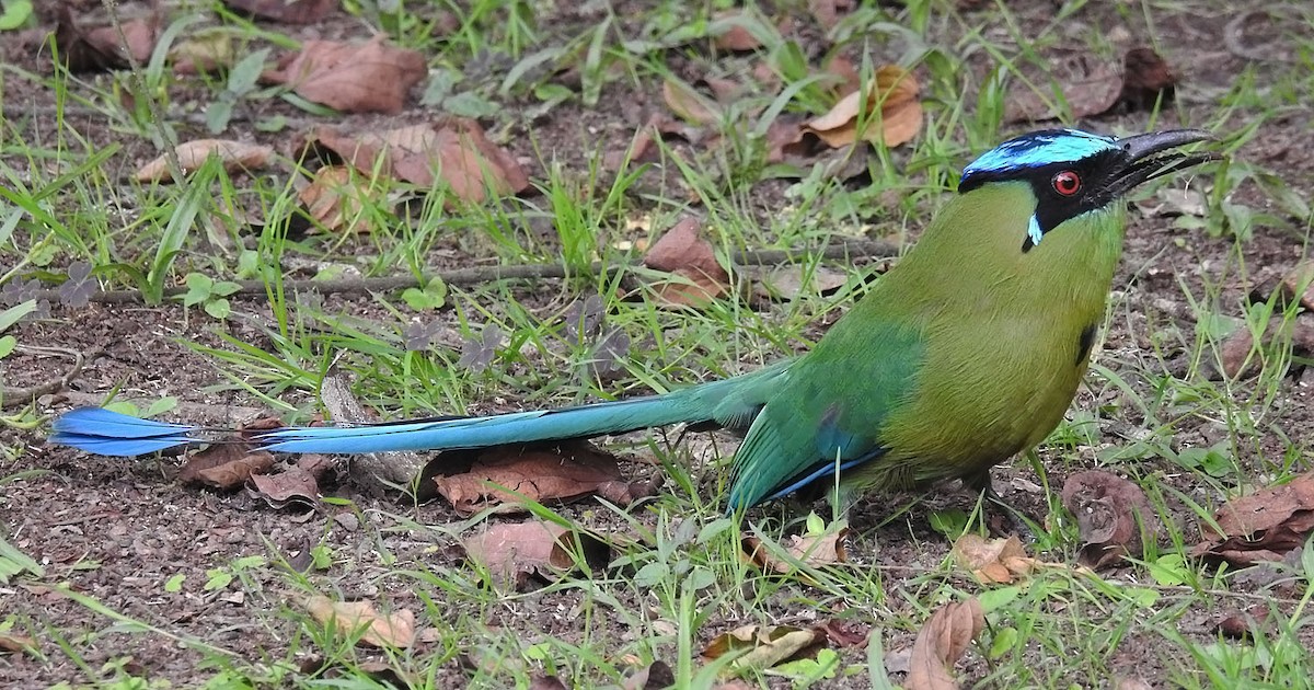 Andean Motmot - ML463898461