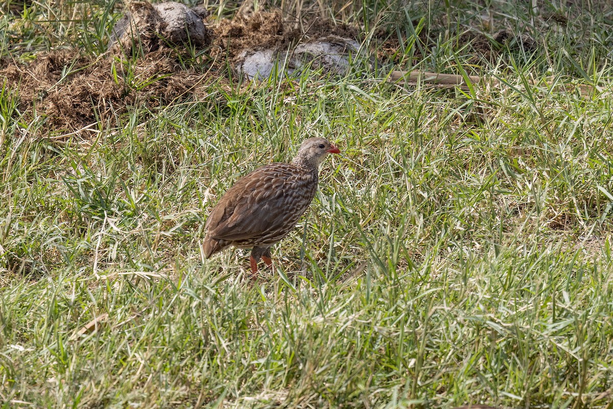 Scaly Spurfowl - Matt Trevillion