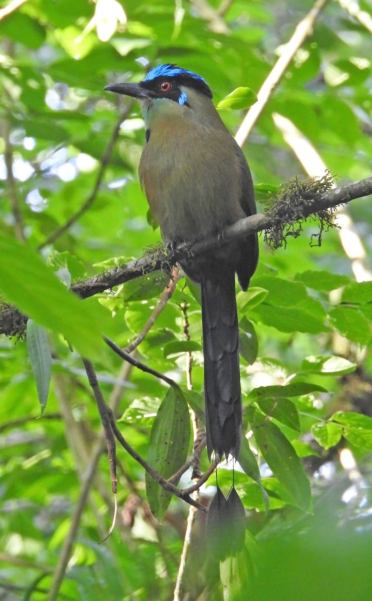 Andean Motmot - ML463899781