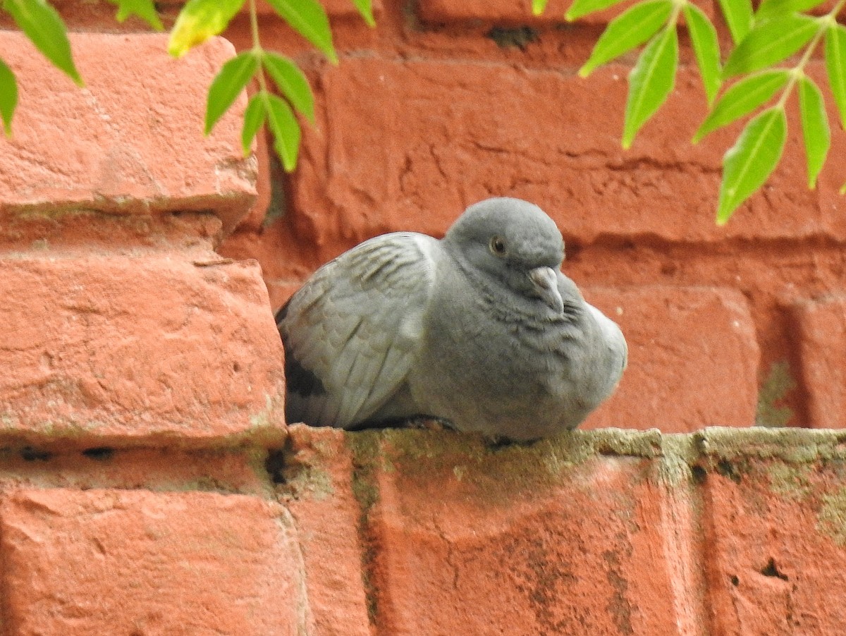 Pigeon biset (forme domestique) - ML463899901