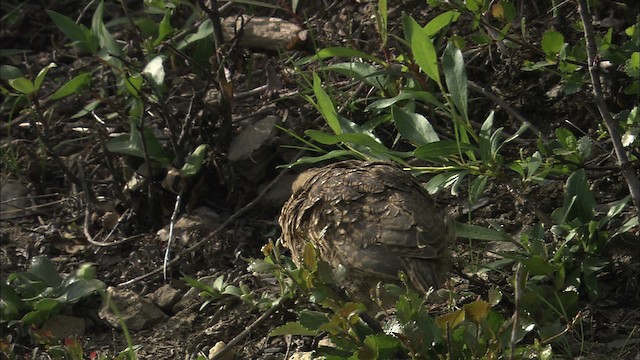 Willow Ptarmigan - ML463900