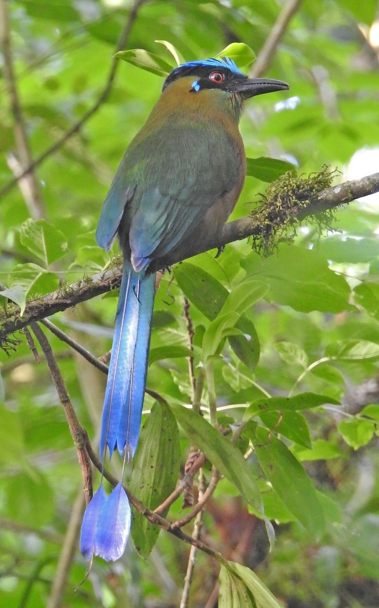 Andean Motmot - ML463900151