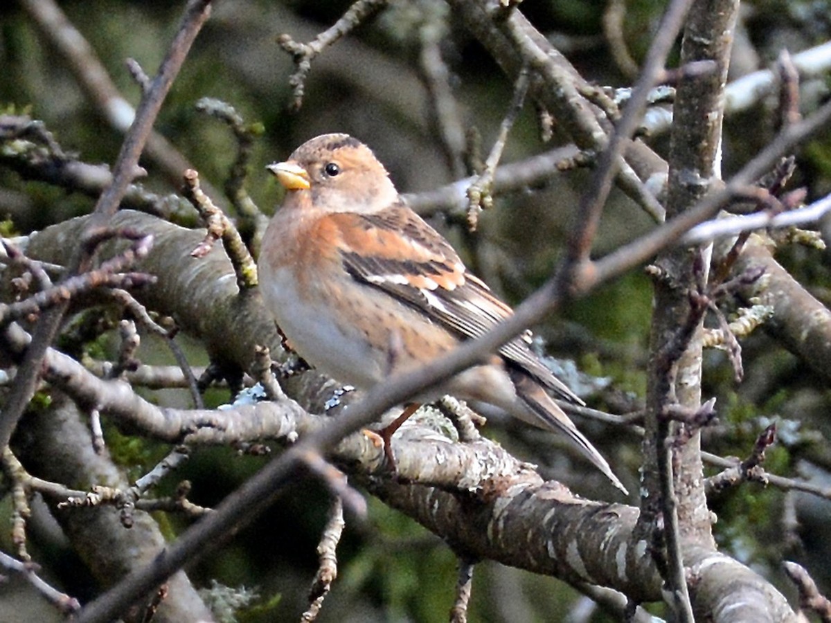 Brambling - ML46390071