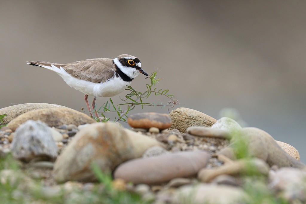 Little Ringed Plover - ML463901011