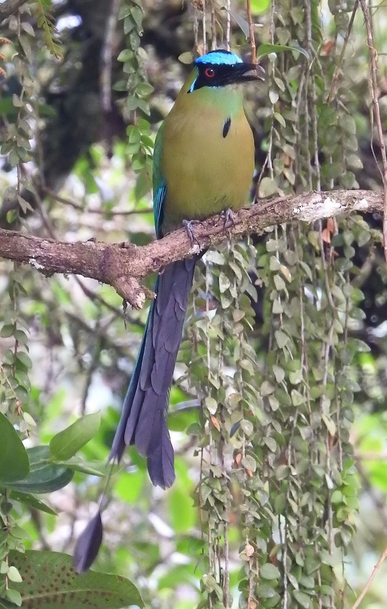 Andean Motmot - ML463902341