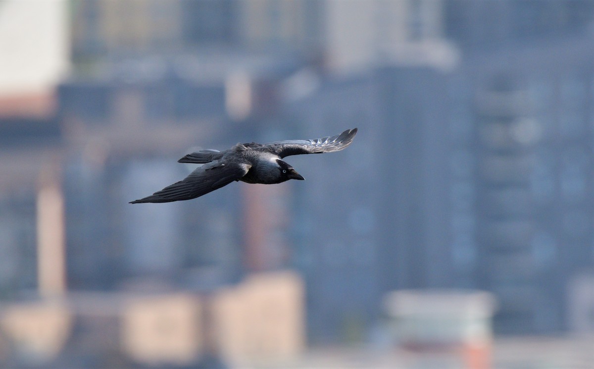 Eurasian Jackdaw - Tomáš Grim