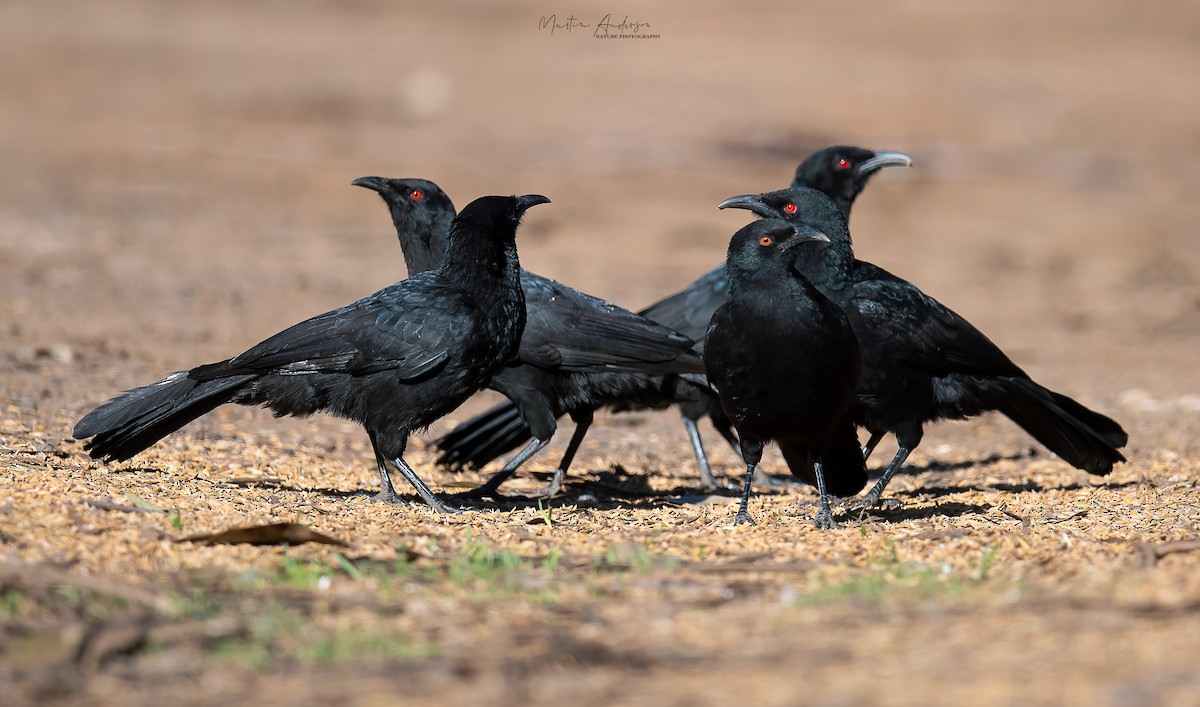 White-winged Chough - ML463903321