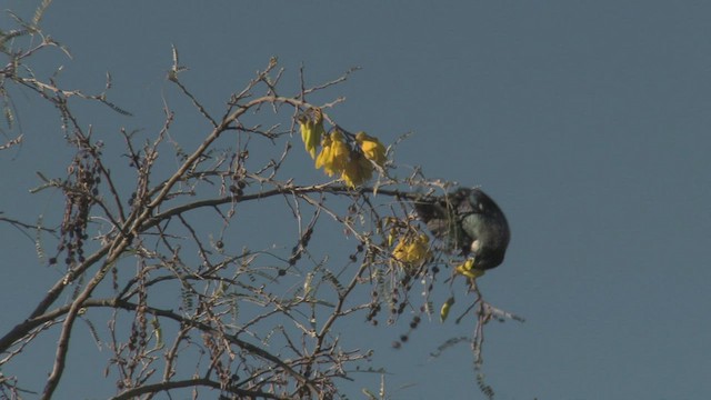 Tui/New Zealand Bellbird - ML463903341