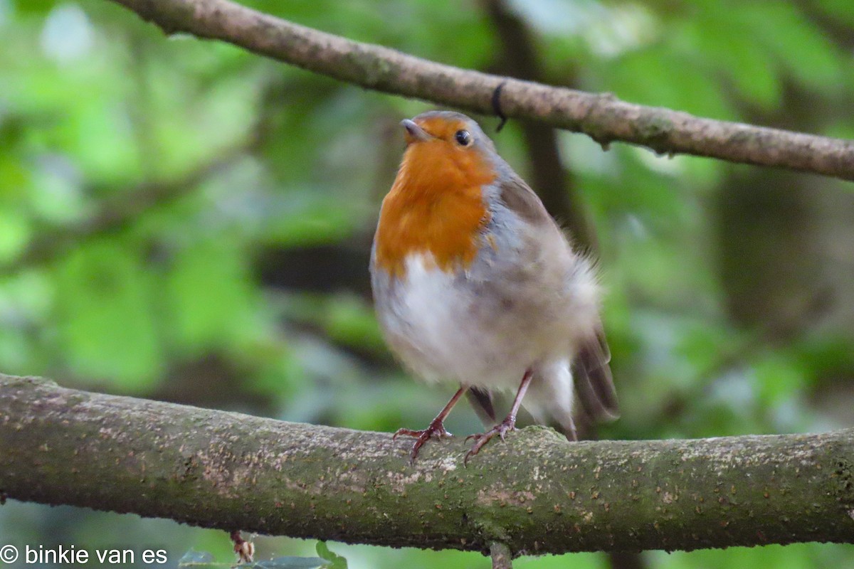 European Robin - ML463905081