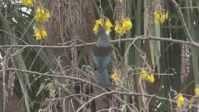 Mielero Tui - ML463905111