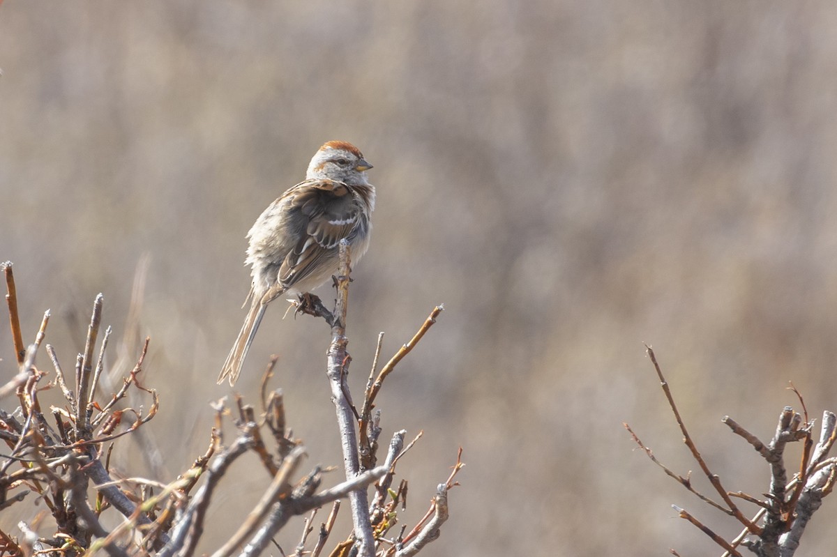 American Tree Sparrow - ML463905801