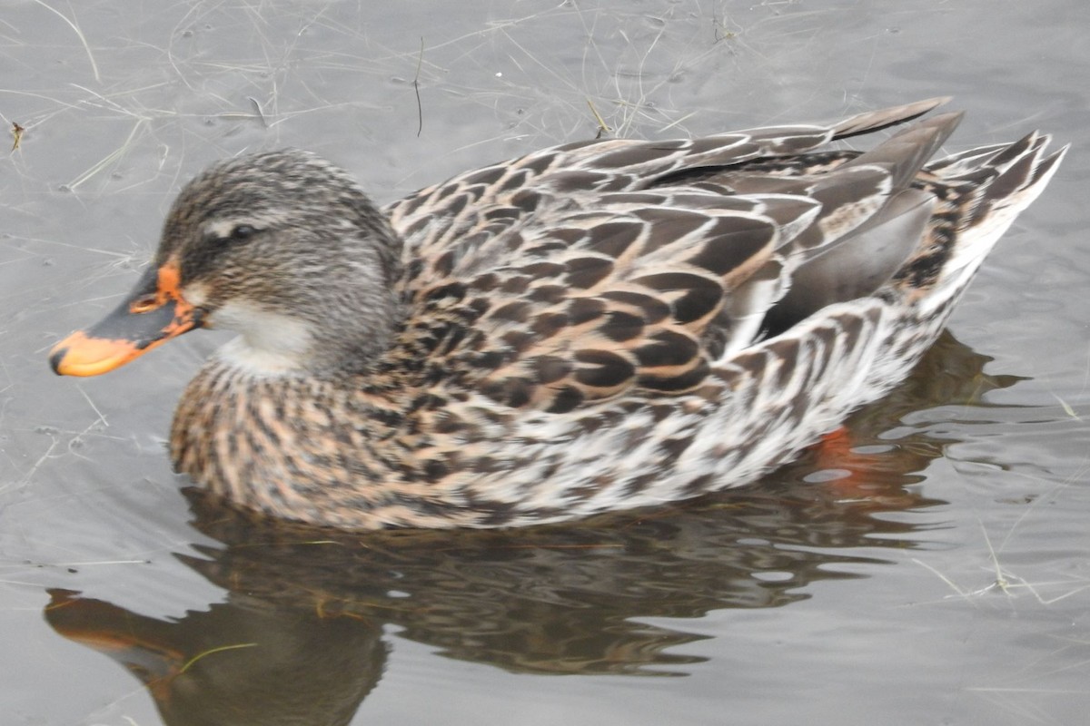 Yellow-billed Duck x Mallard (hybrid) - Dieter Oschadleus