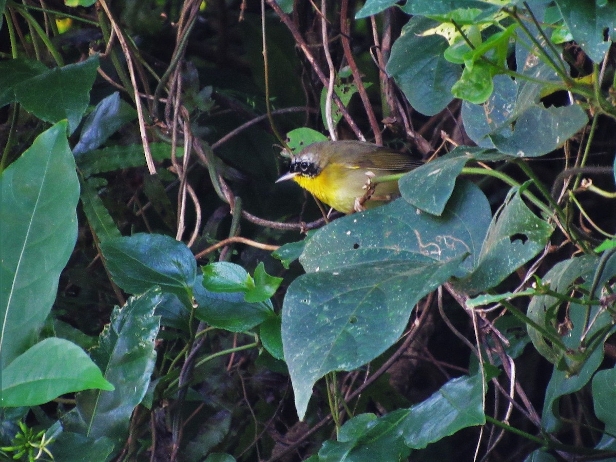 Common Yellowthroat - ML46390741