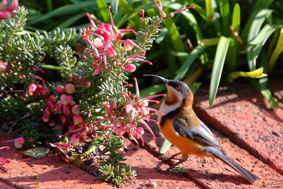 Eastern Spinebill - ML463908321