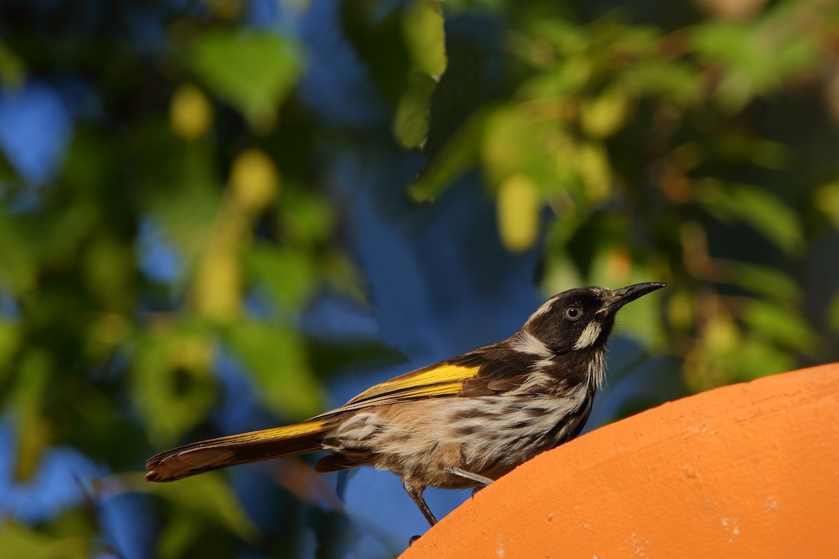 New Holland Honeyeater - ML463908431