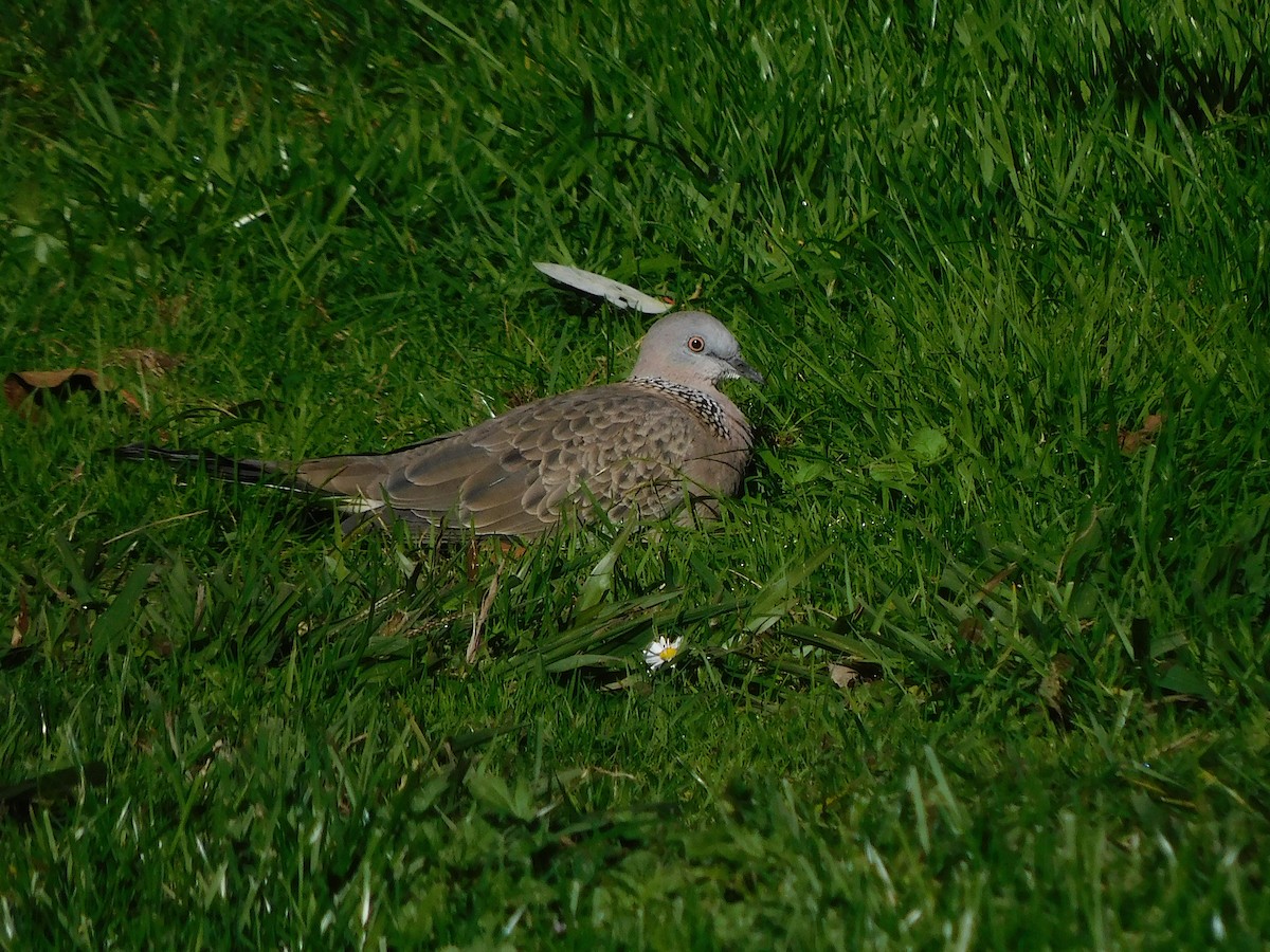 Spotted Dove - George Vaughan