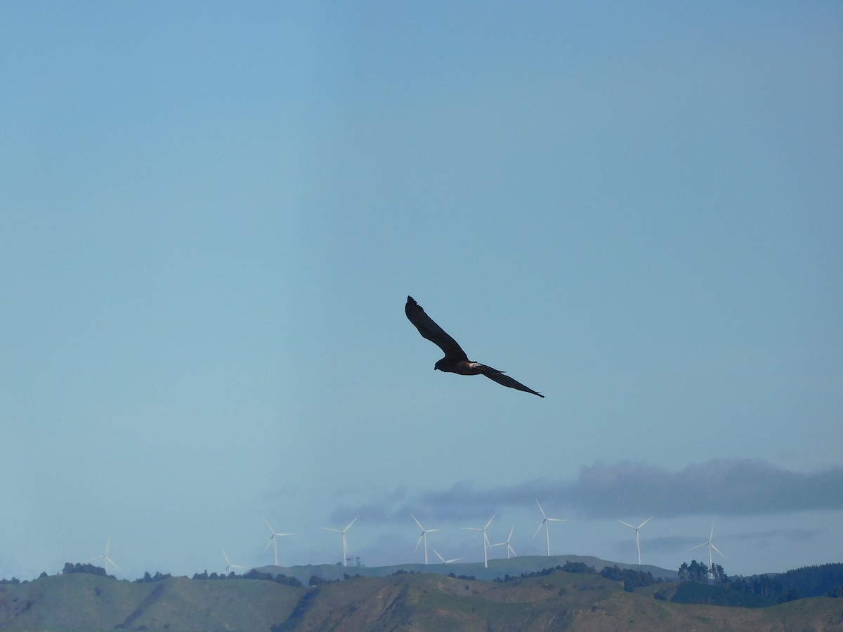 Swamp Harrier - ML463908461